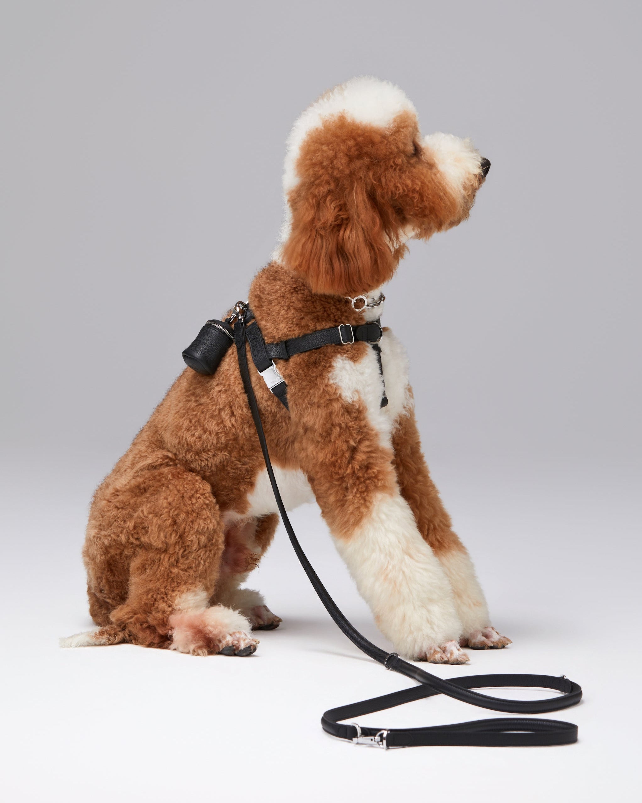 The Benni Leash