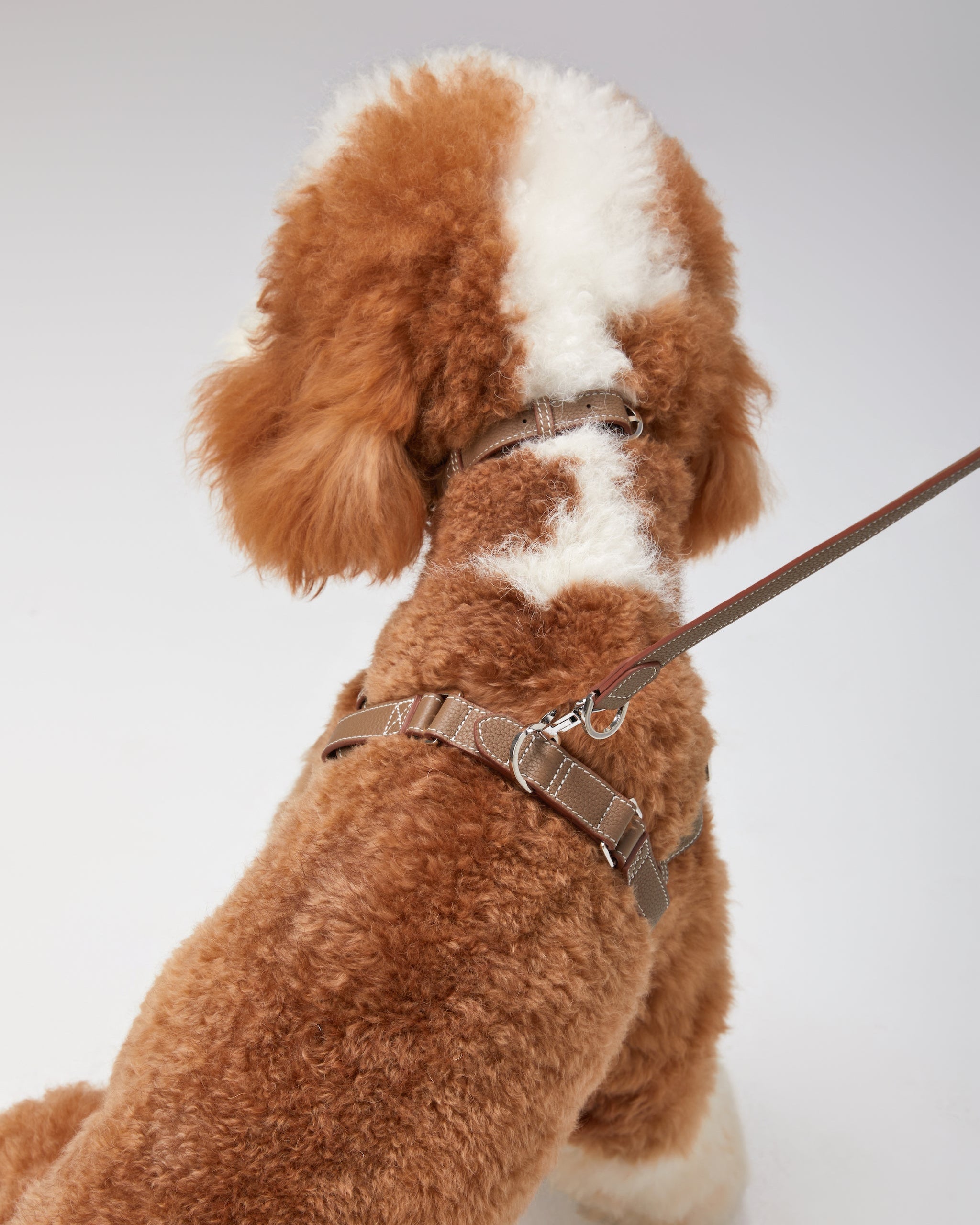 The Theo Harness