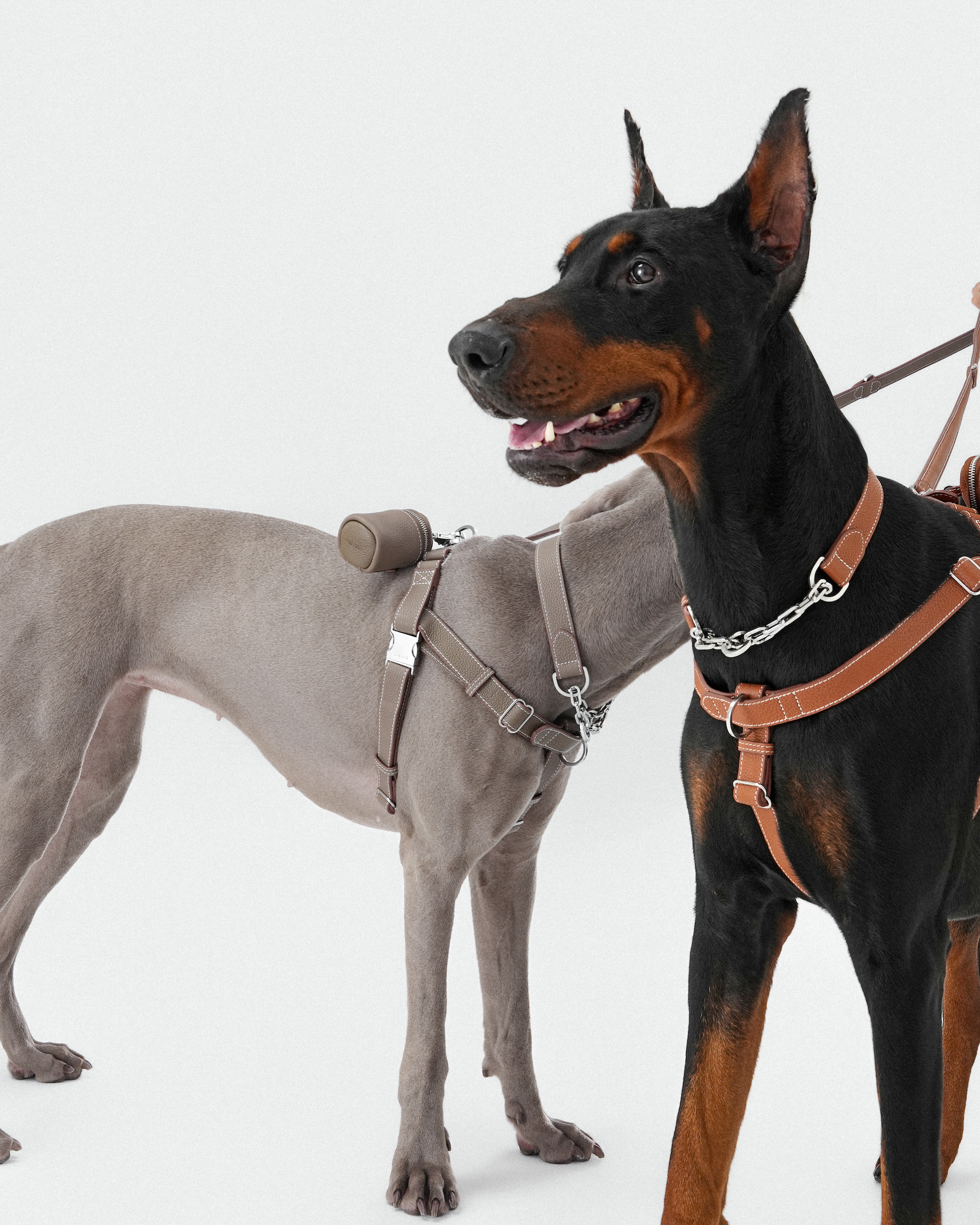 The Finley Collar