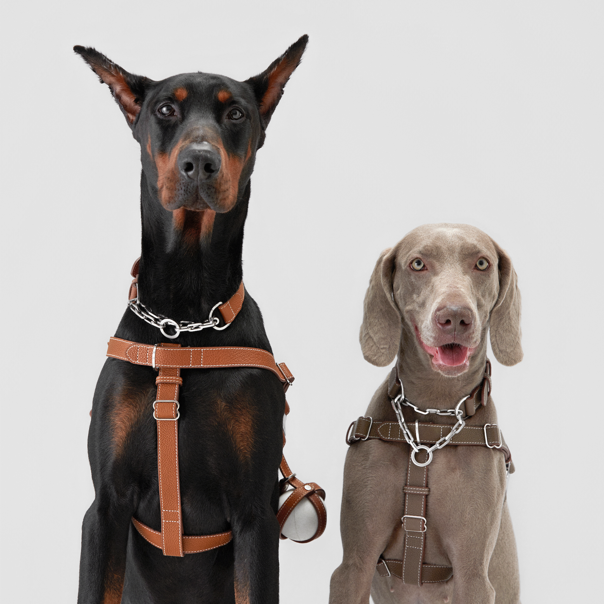 Important Features of a Versatile Dog Harness