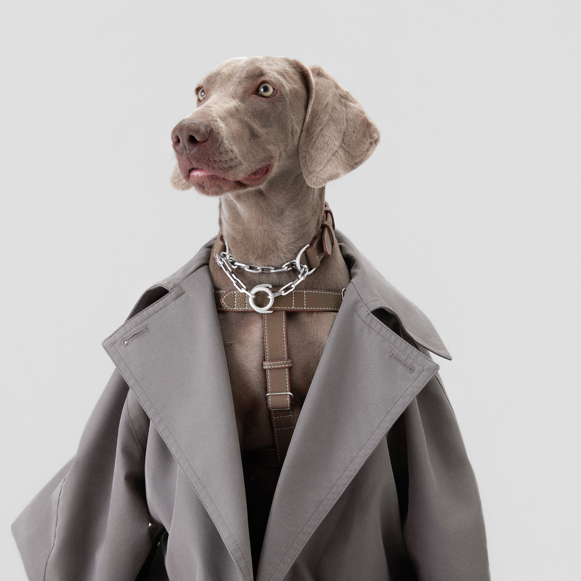 How to Measure Your Dog for a Martingale Collar