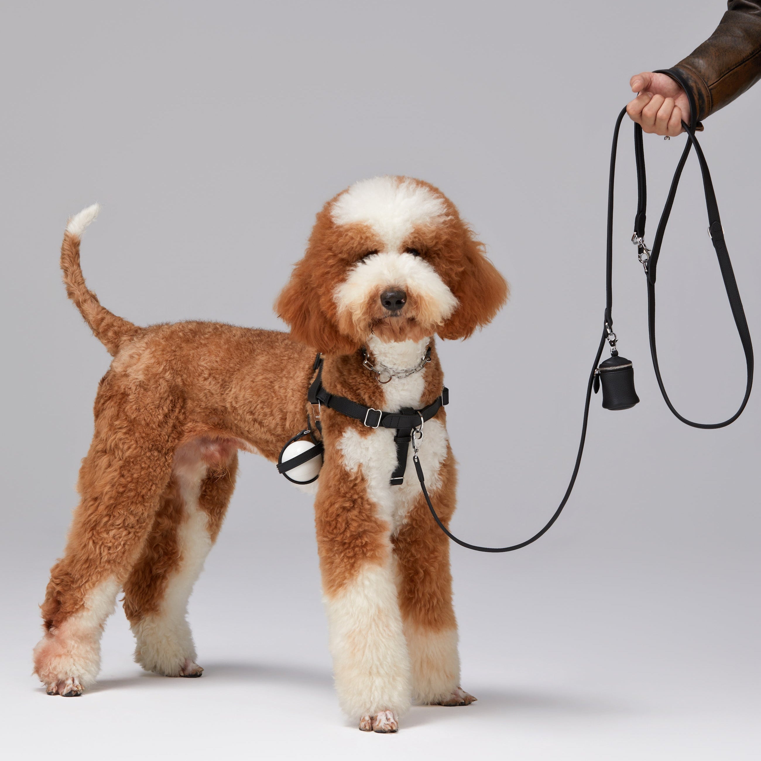 How to Build a Capsule Wardrobe for Your Dog