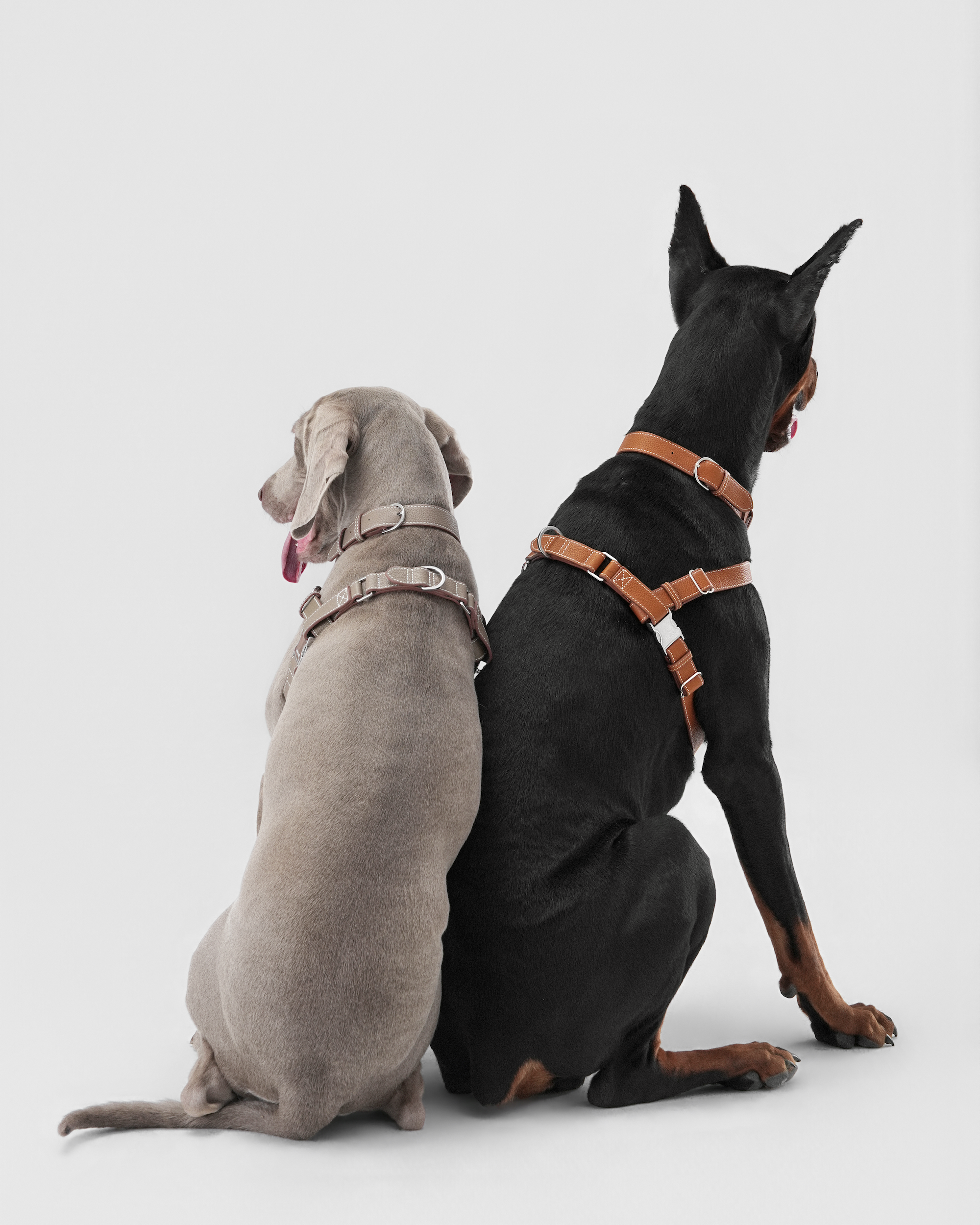 The Theo Harness